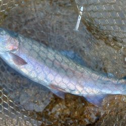 エキスパートエリアで大物にチャレンジ ～平谷湖フィッシングスポット～